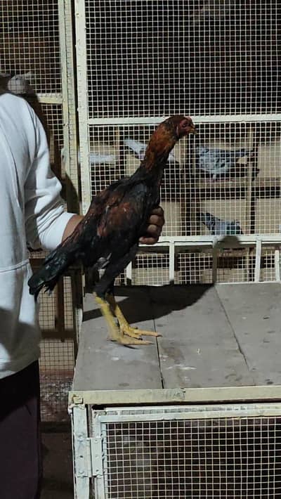 pure Saddam line Thai import from Thailand chicks available