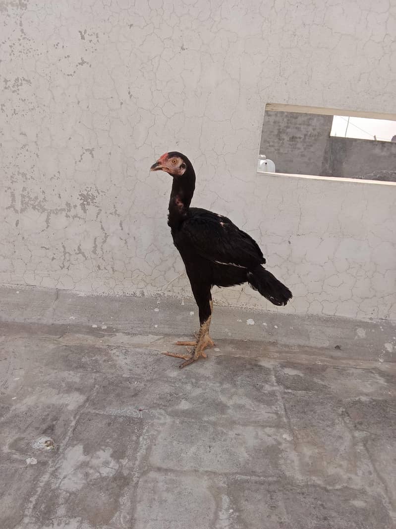 out class breed pathy 5
