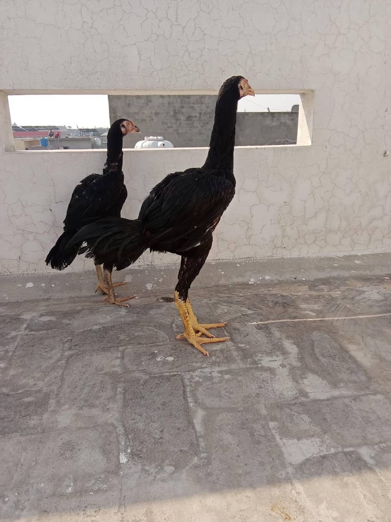 out class breed pathy 6
