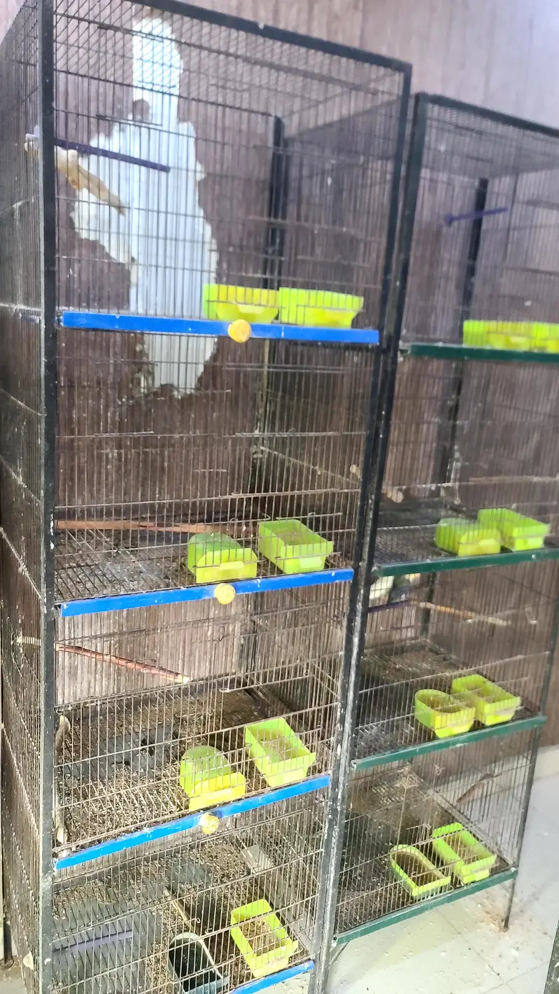 birds cages