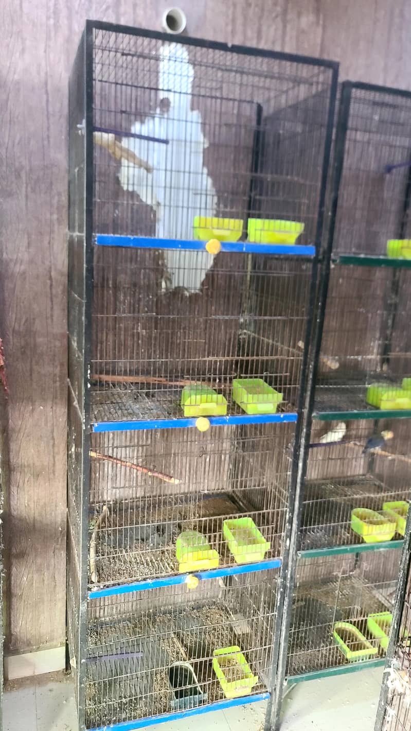 birds cages 1