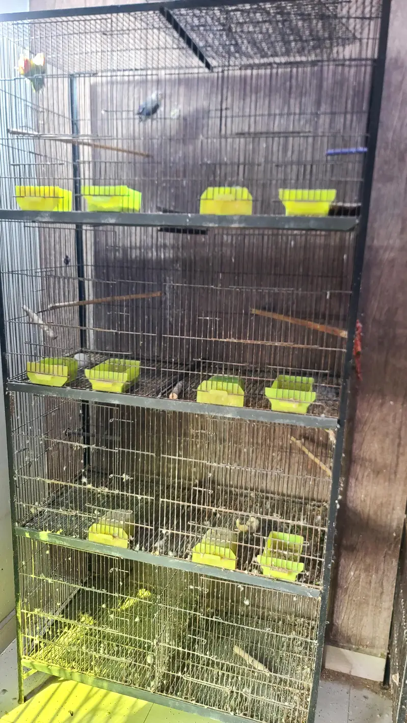 birds cages — photo 3