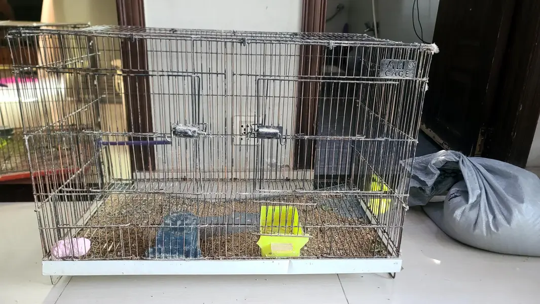 birds cages — photo 6