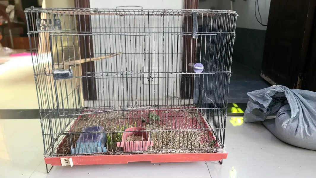 birds cages — photo 7