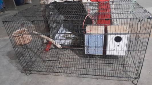 Australian perrot cage