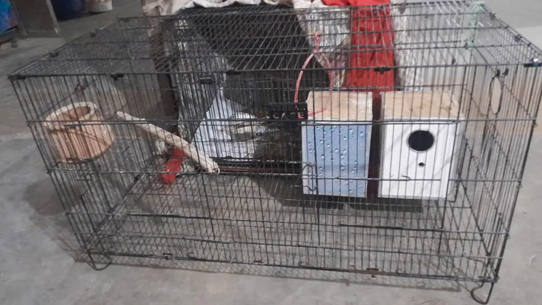 Australian perrot cage