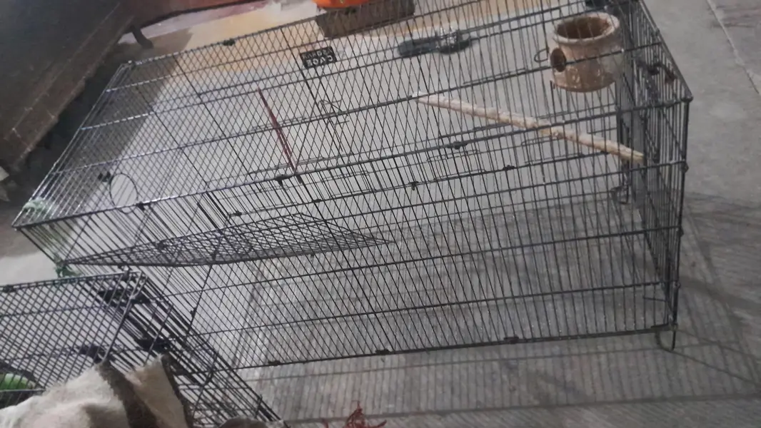 Australian perrot cage — photo 3