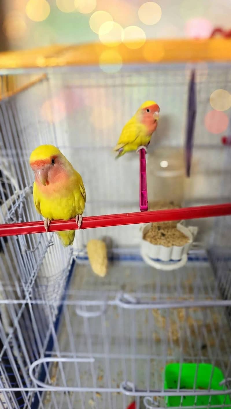 love bird 0
