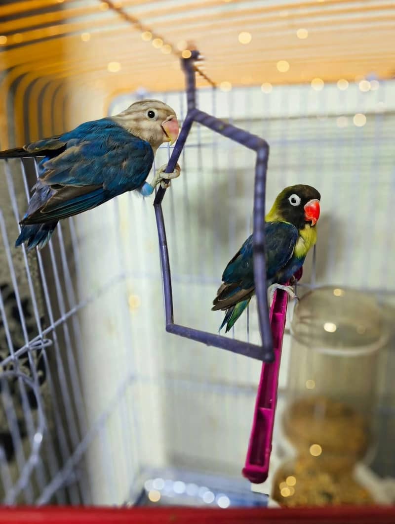 love bird 3