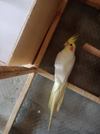 lotino cocktaile breeder female