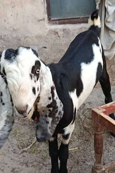 kheera Beetal Nasal