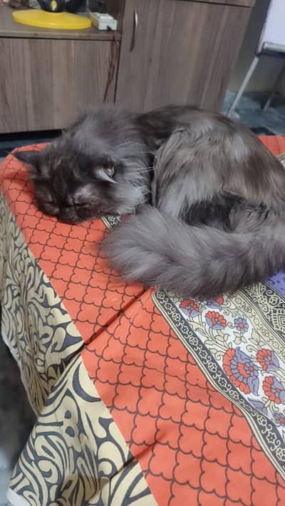 punch face persian triple coat