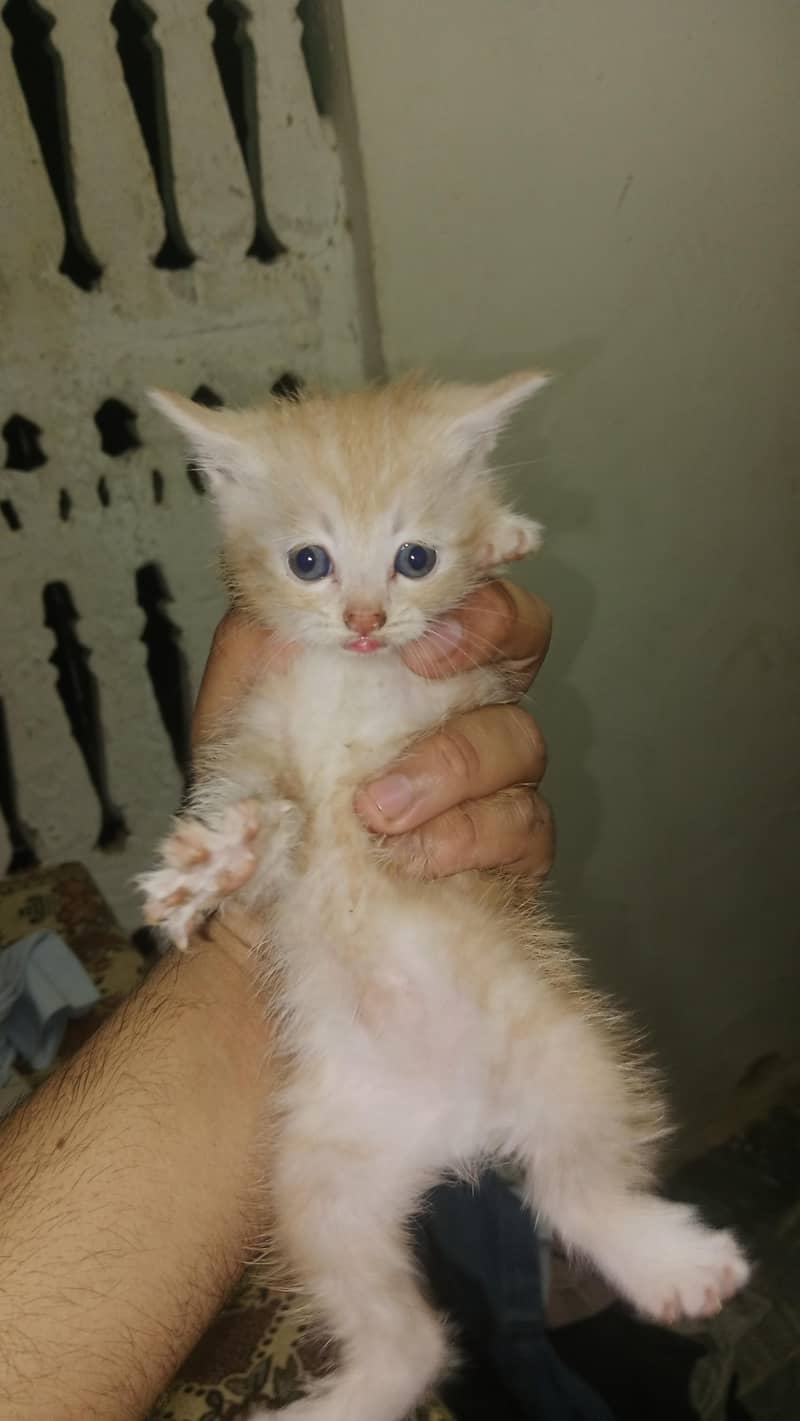 cats sweet 0