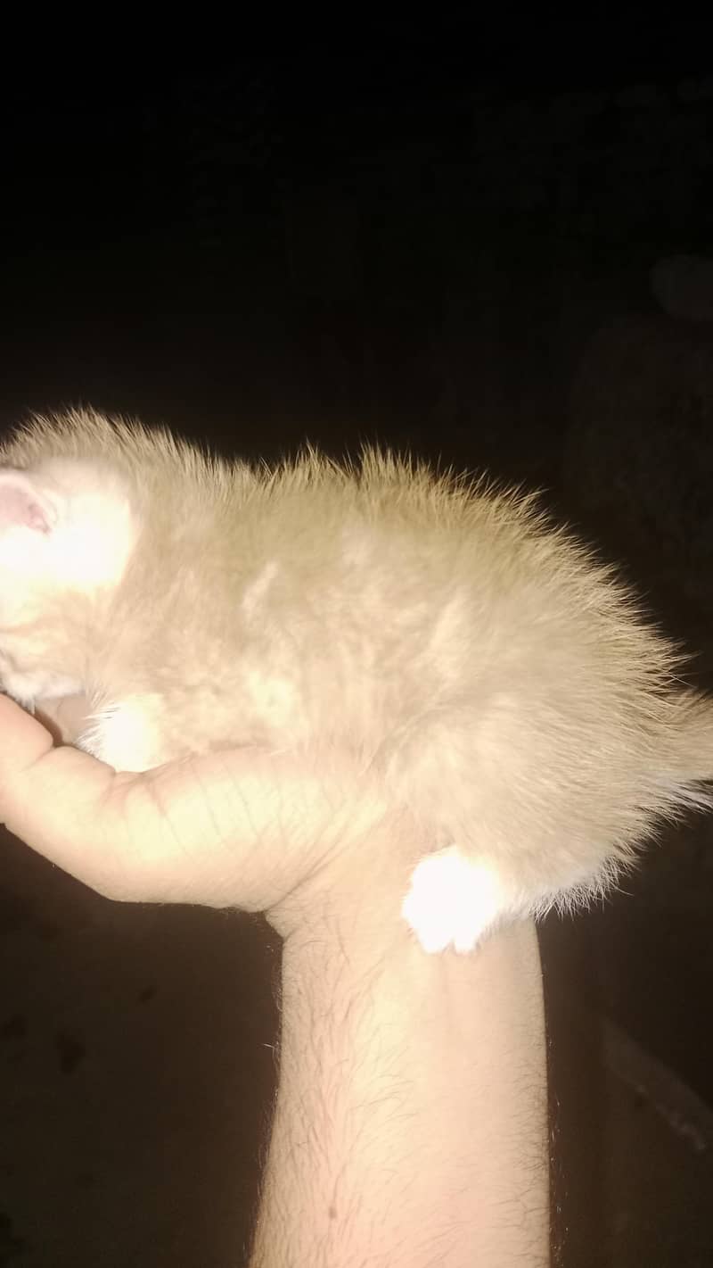 cats sweet 1