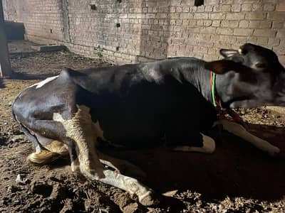 cow for sale argent