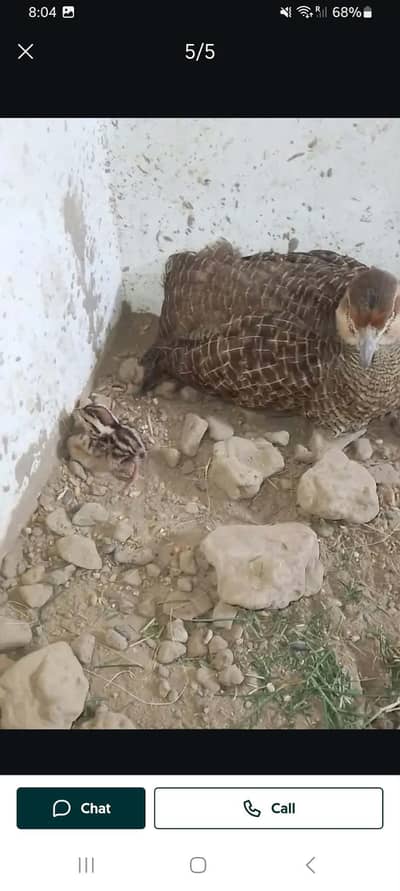 dakhni teetar breeder female Mashallah  100%