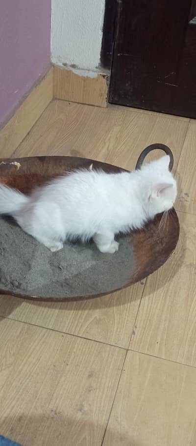 Persian Kitten