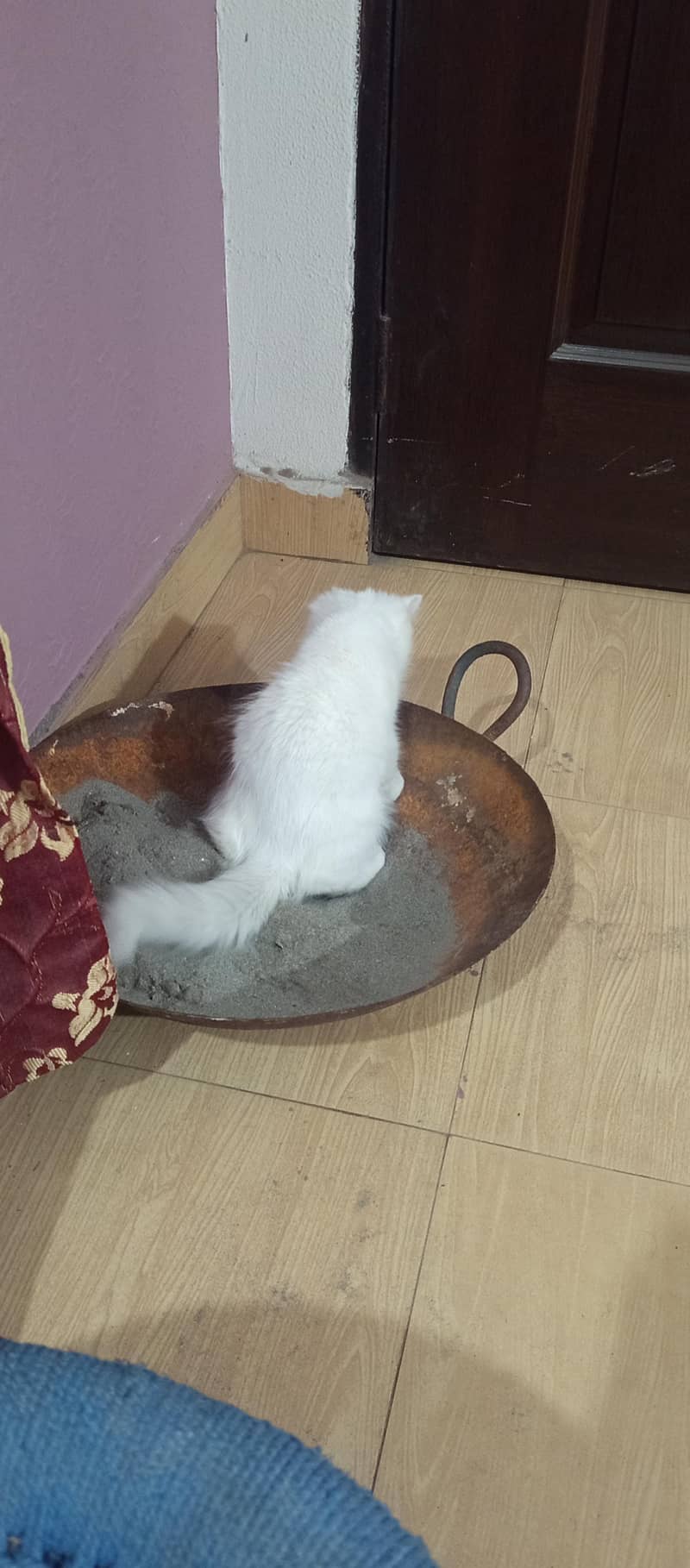 Persian Kitten 1