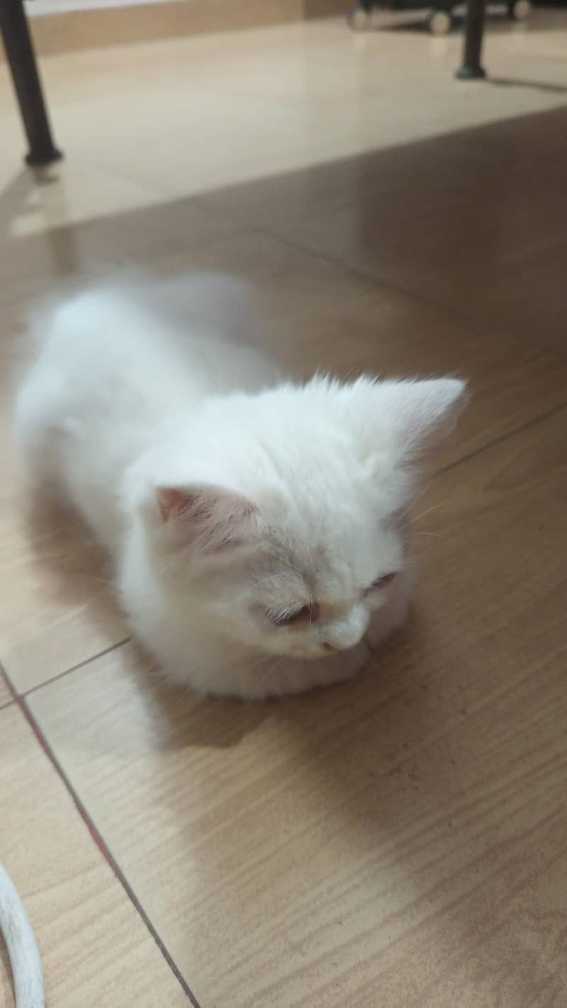 Persian Kitten 2