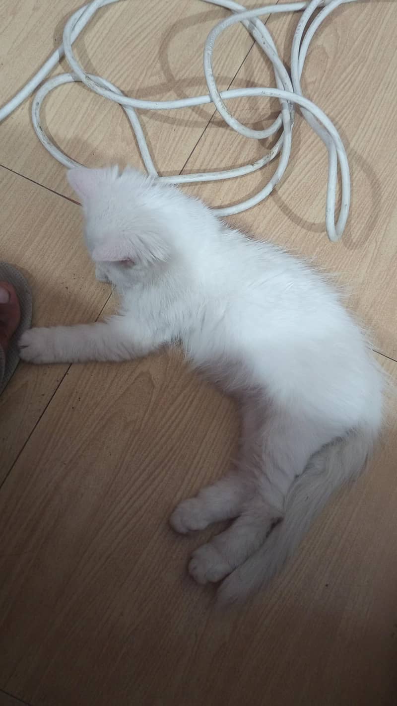 Persian Kitten 3