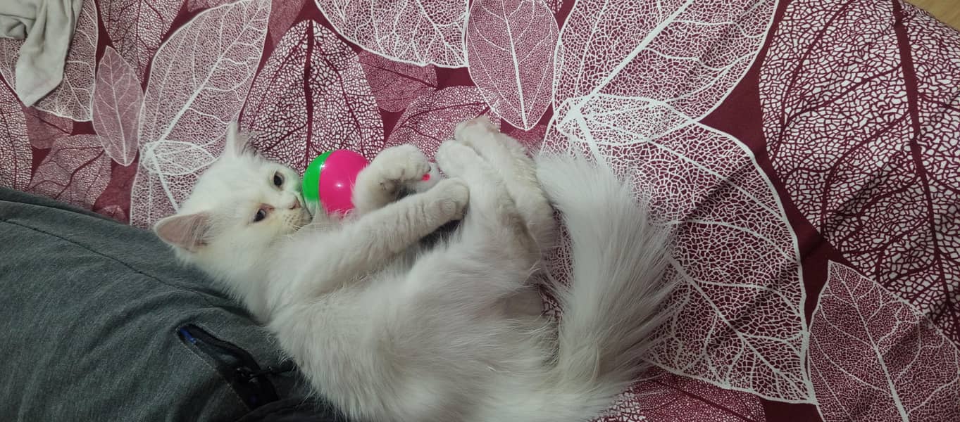 Persian Kitten 4