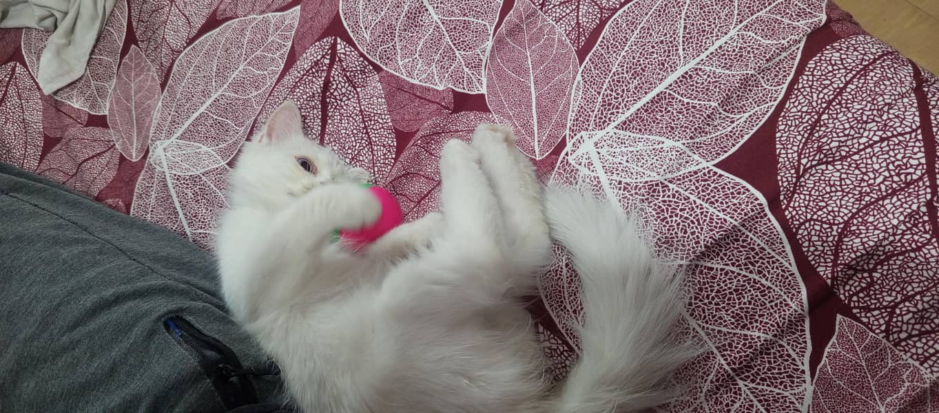 Persian Kitten 5