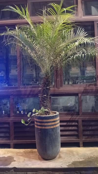 Pygmy Date Palm Plants with Decorative Pots – 3 Available