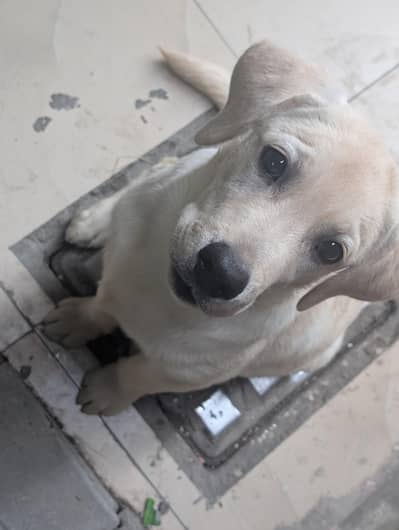 Dog For Sale