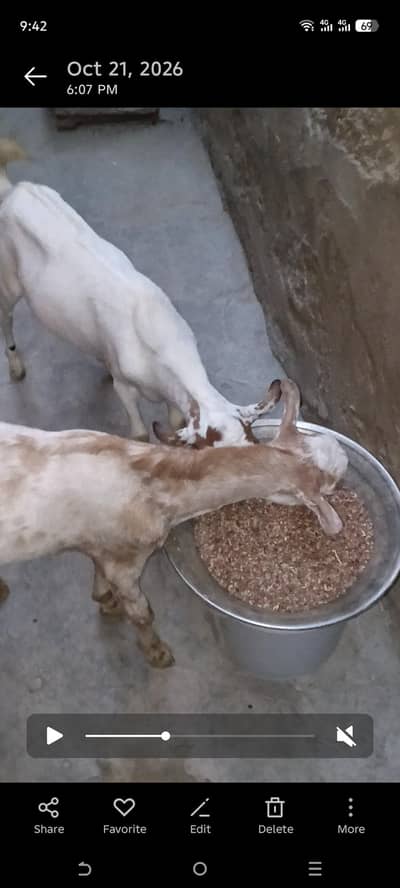dono biridar hen