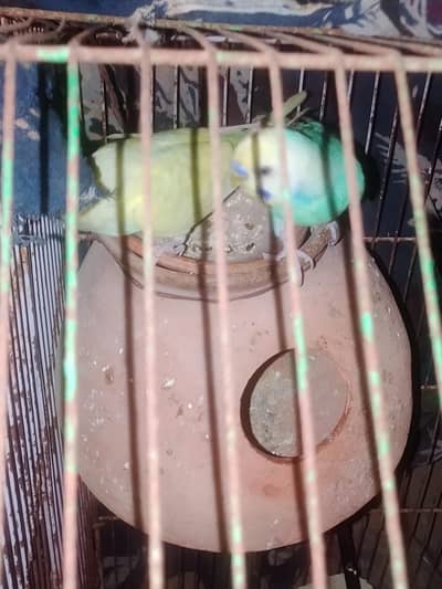 Budgies parrot