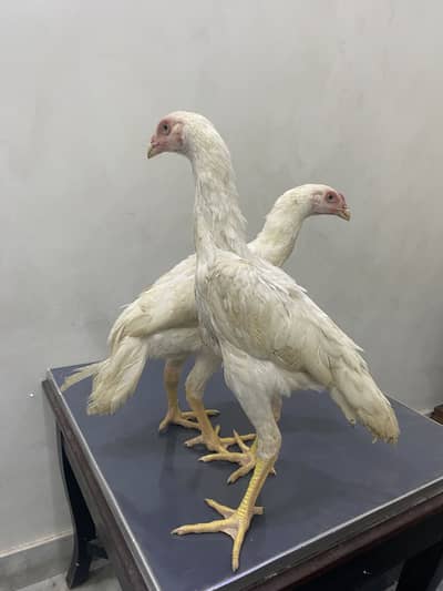 Top quality shamo pair available argent sale