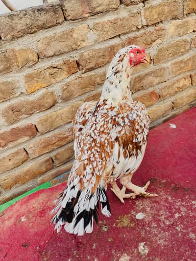 Cheani Breeder Madi