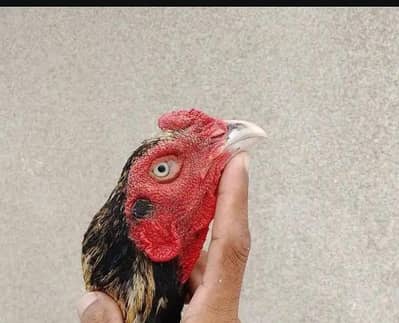 High quality long hight n Old blood line male