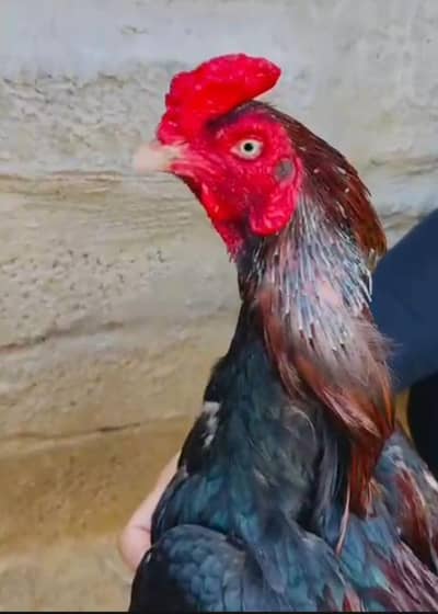 2 years young amroha blood male