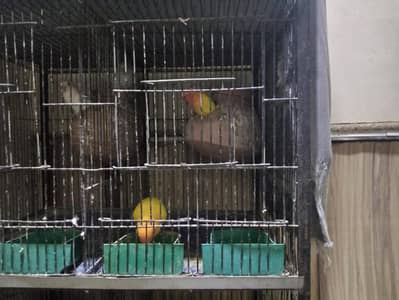Fisher,Latino,White Albino