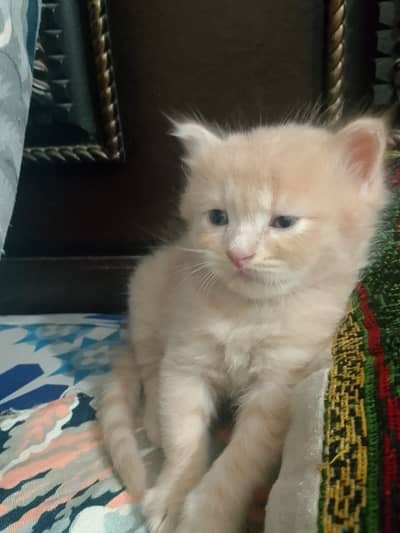 Kitten Cat