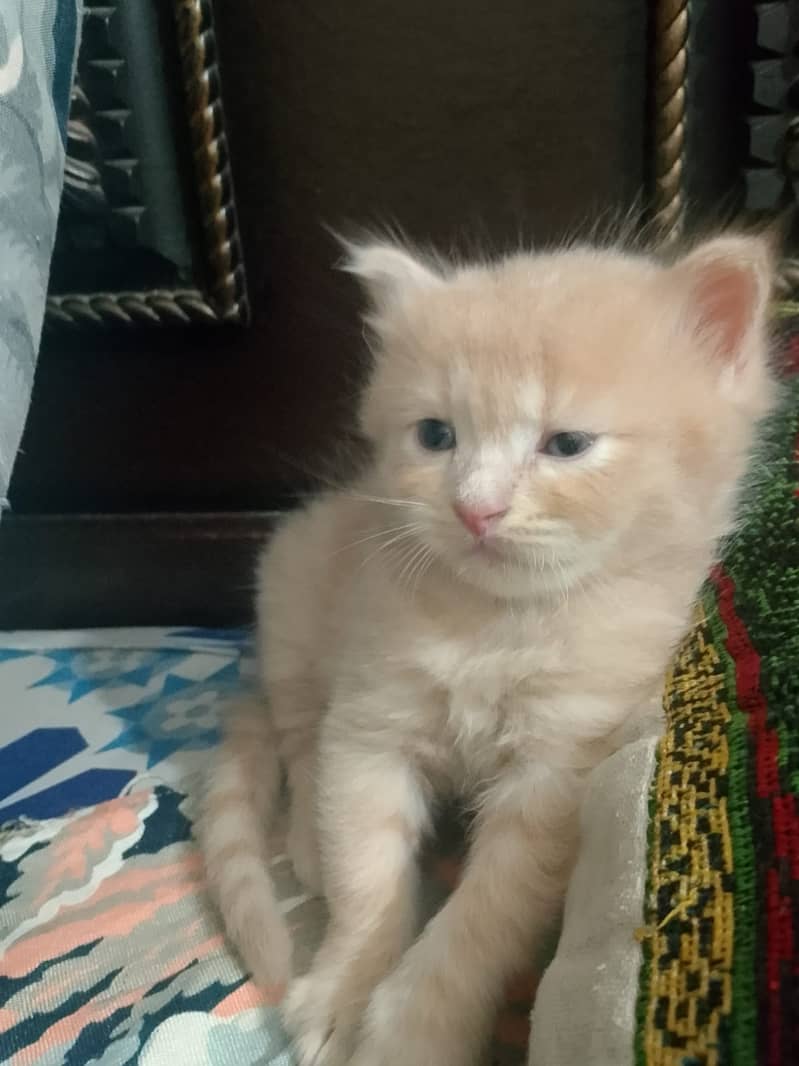 Kitten Cat 0