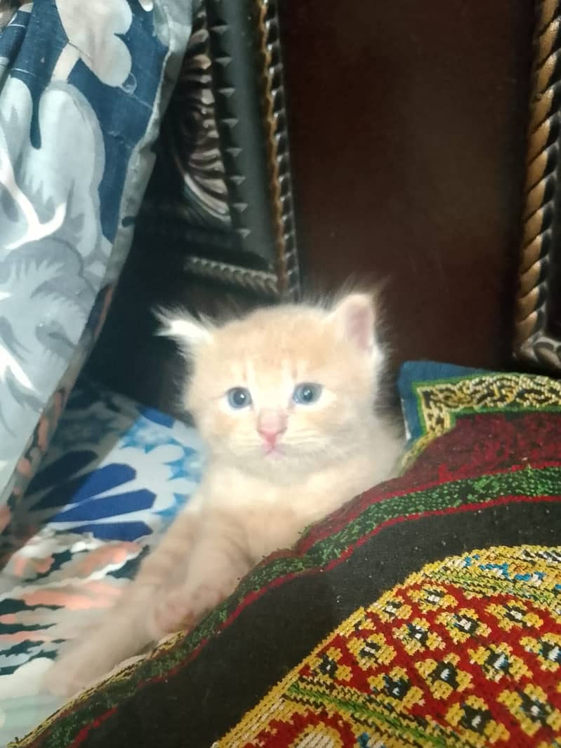 Kitten Cat 1