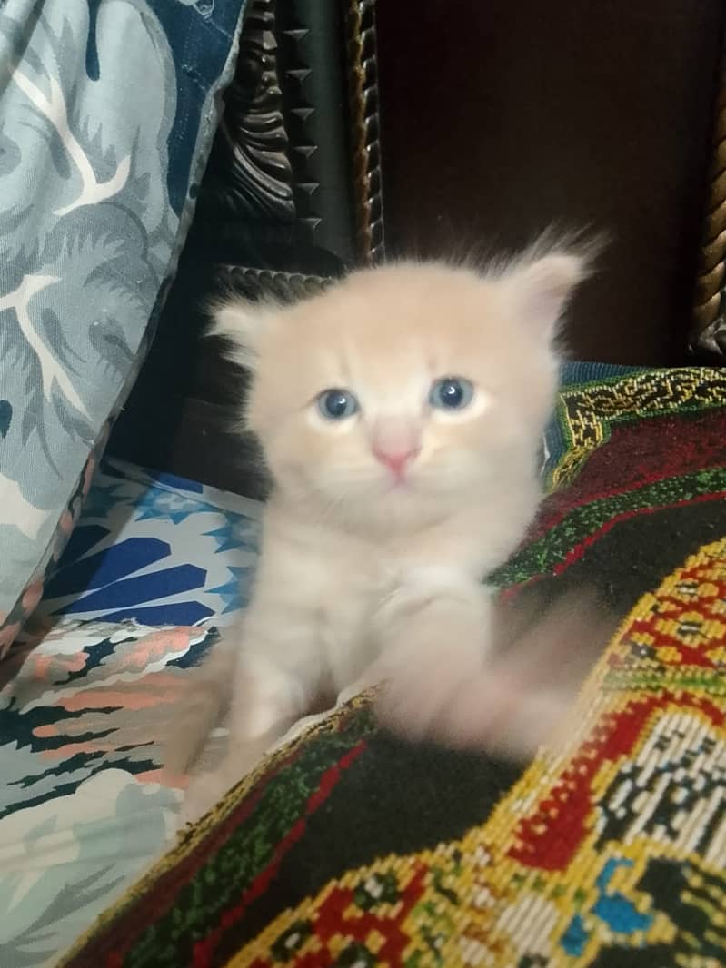 Kitten Cat 2