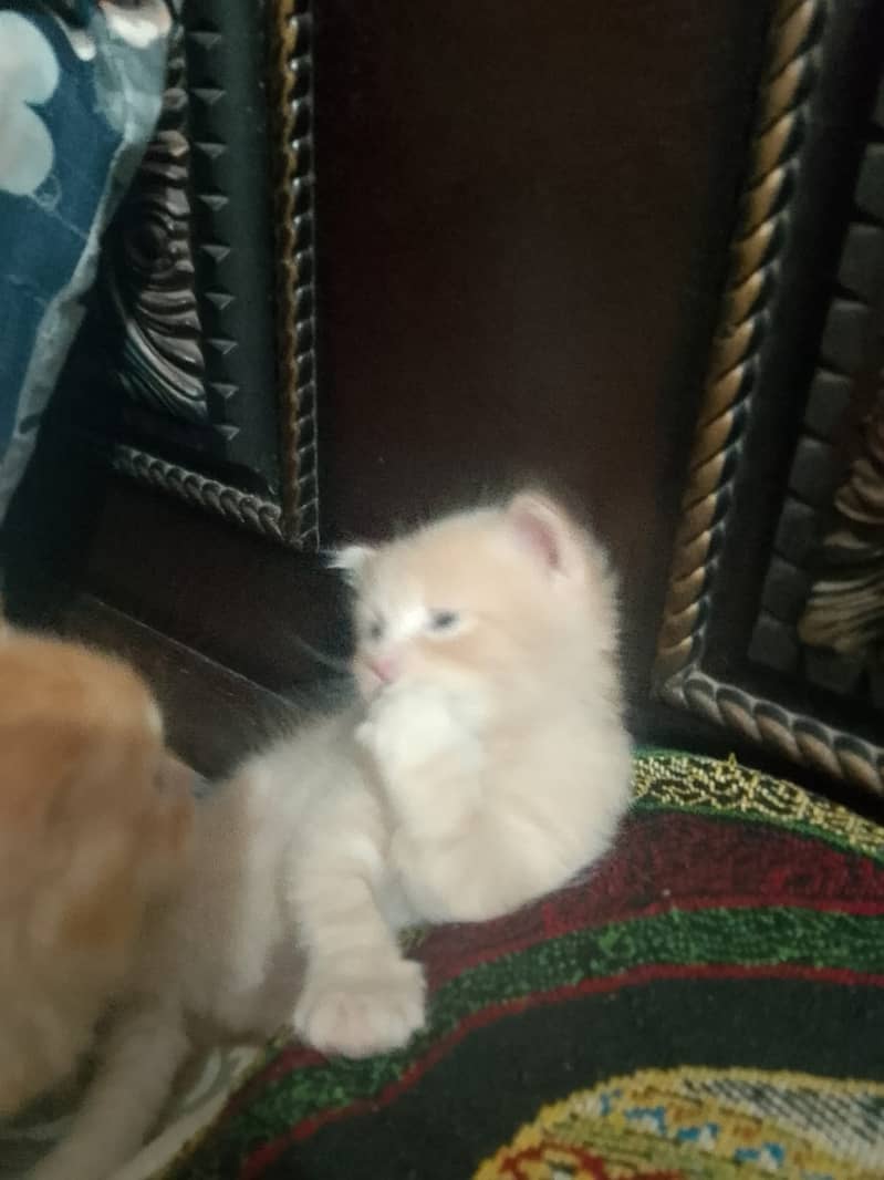 Kitten Cat 3