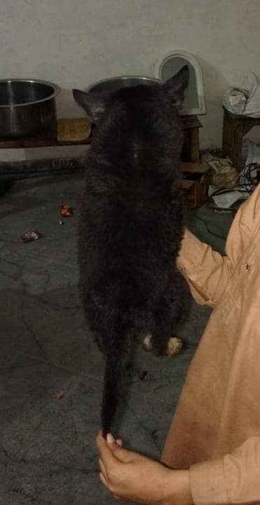 Long coat 1