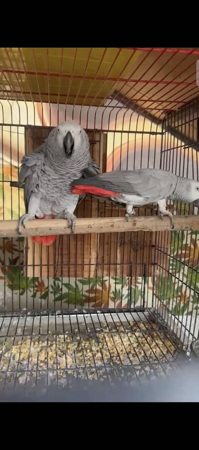 afrecan Gray 03353481775
