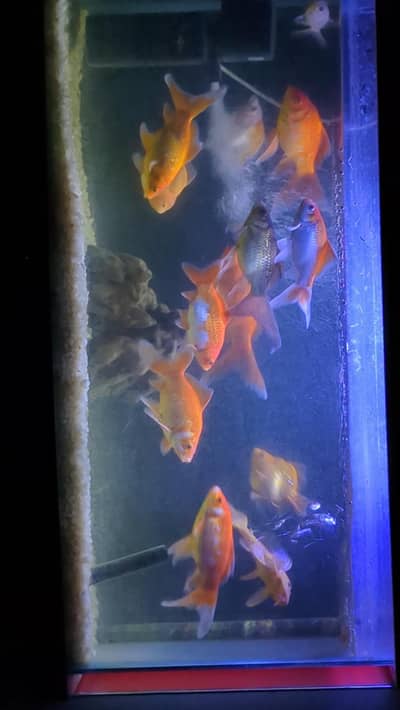 Healthy and active Gold fishes for sales