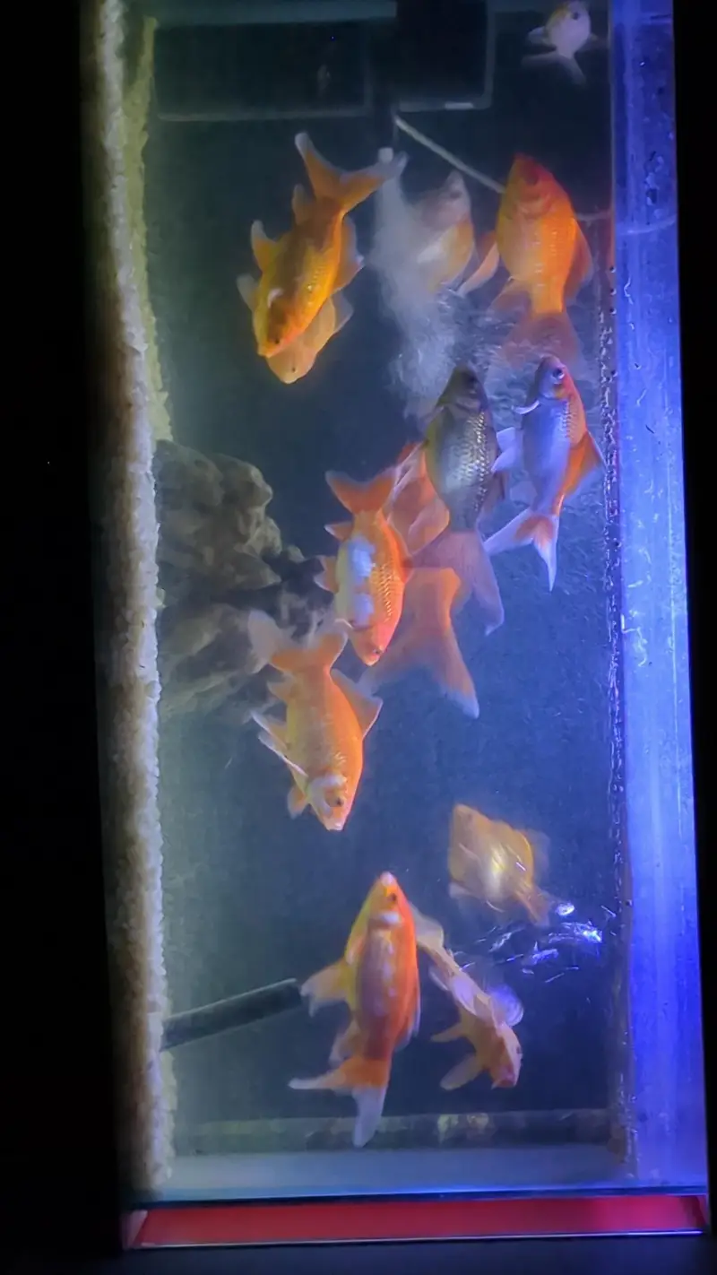 Healthy and active Gold fishes for sales