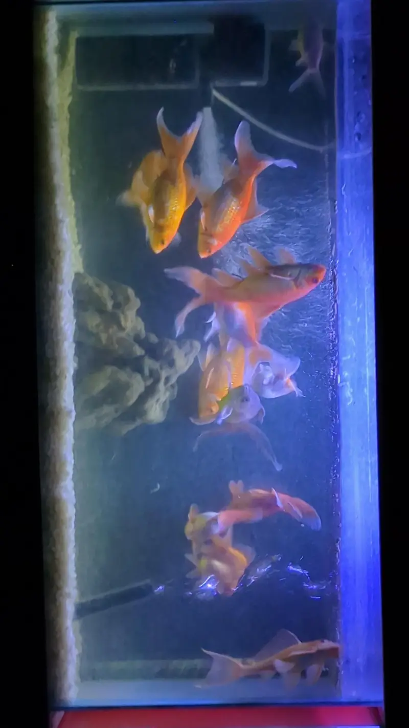 Healthy and active Gold fishes for sales — photo 2