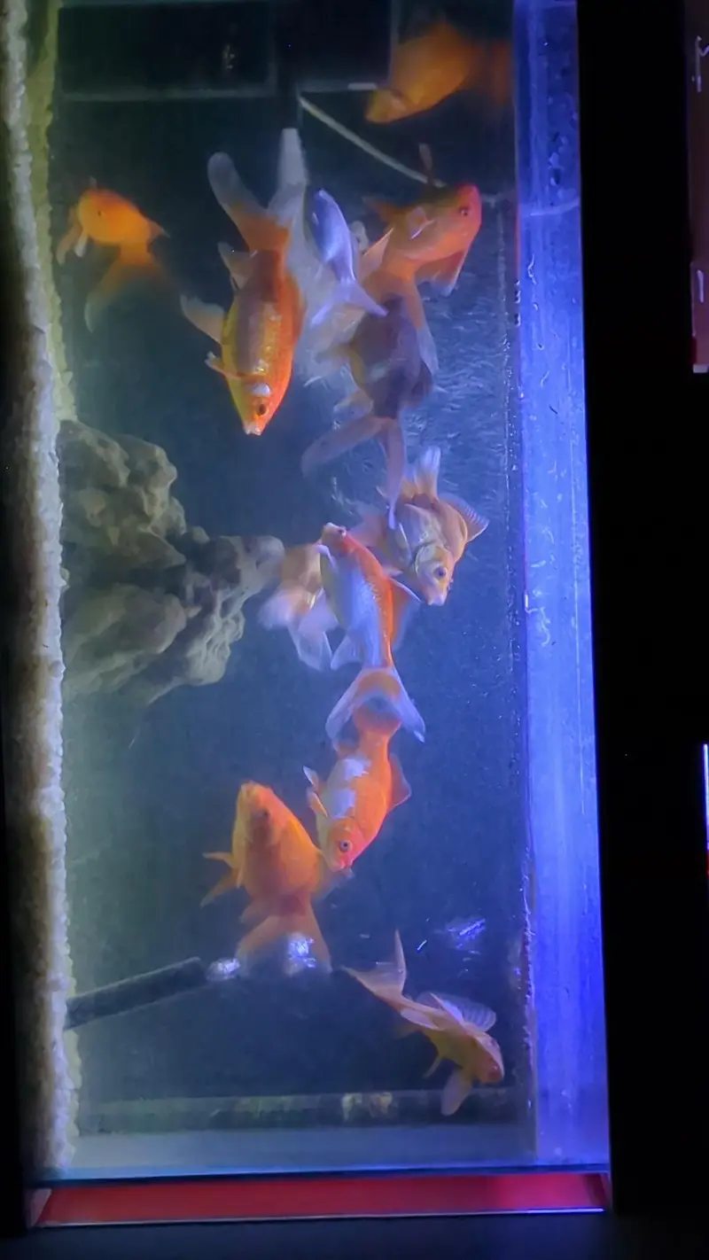 Healthy and active Gold fishes for sales — photo 3
