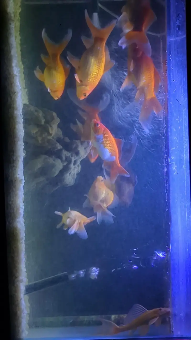 Healthy and active Gold fishes for sales — photo 4