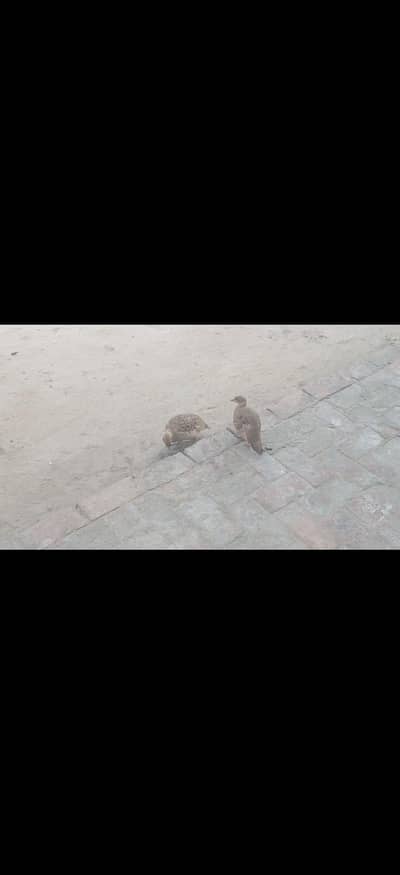Pure Irani breeder pair
