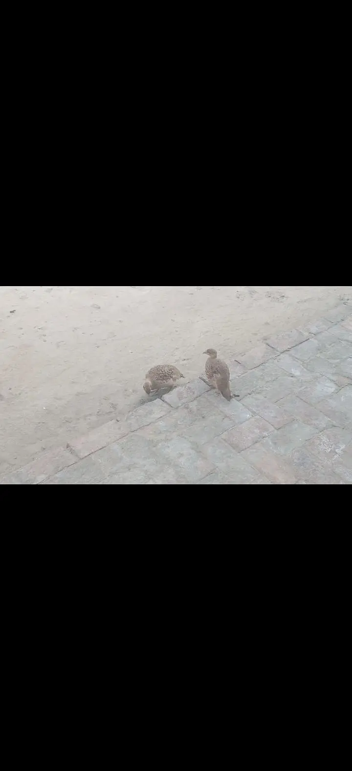 Pure Irani breeder pair