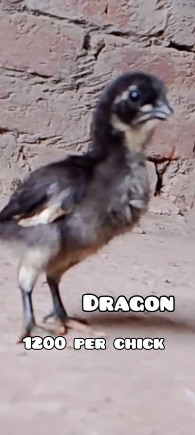 Black dragon chicks, Thai chicks, Black dragon female for sale.